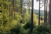 evening forest near Lukov I