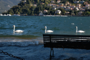 labutě na jezeře v městu Como