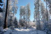 zimní les na Jelením vrchu - Doppler