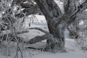 zimní strom - detail