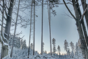 zimní les