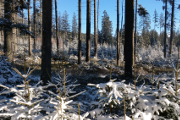 zimní les IV