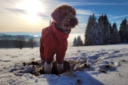 Bruno v zimní krajině I