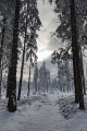 zimní les I