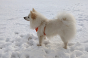 Toby na sněhu II