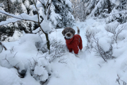 Bruno v zimním lese II