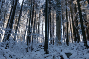 zimní les pod Vysokou I