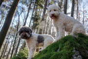 Molly a Bruno v lese