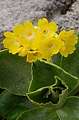 prvosenka (Primula auricula)