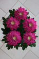 chrysanthemum