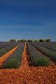lavender field,France