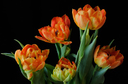 oranžové tulipány